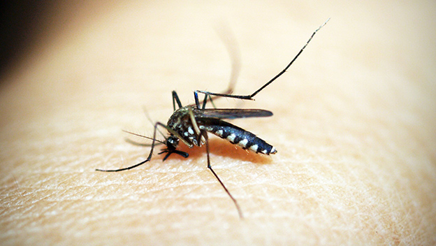 Mosquito feeding on human