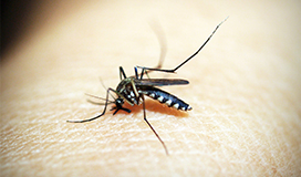 Dengue-proof your family